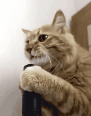 New trendy GIF/ Giphy. cat funny cats vacuum. Let like/ repin/ follow @cutephonecases