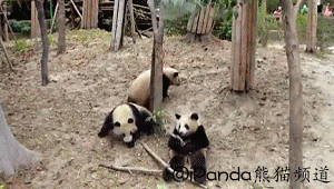 No wonder pandas are endangered. It's so hard for them to get everything right so they mate, then this happens.