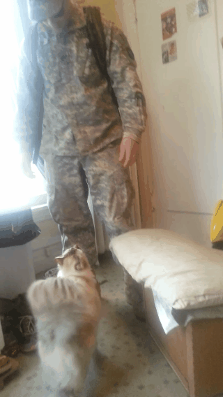 OH DADDY! | Community Post: Cat Jumps For Joy Over Soldier's Homecoming. Precious!