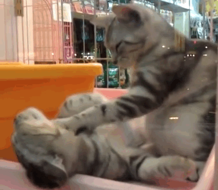 Oh yeah, that’s the spot. | These Kittens Massaging Each Other Will Be The Cutest Thing You'll See All Day