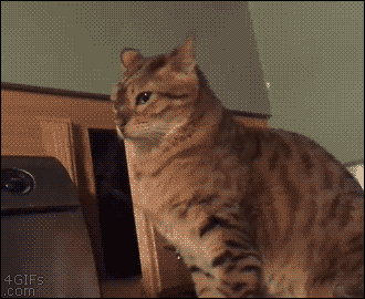 One of my favourites cat gifs