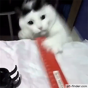 Overly Dramatic Cat | Gif Finder – Find and Share funny animated gifs