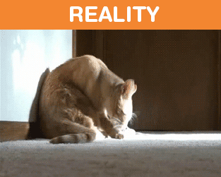 Owning A Cat: Expectations Vs. Reality  catching mice