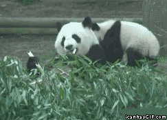 panda animated GIF