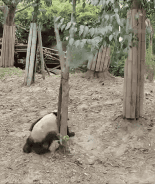 Panda drop ... funny gifs falls from tree