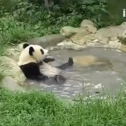 Panda having a bath - just adorable : - see http://www.classybro.com/ for more!
