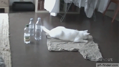 Paranoid cat scares itself with bottle | Gif Finder – Find and Share funny animated gifs