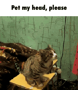 Pet my head, please