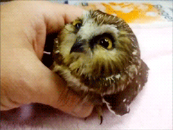 Petting a baby owl - GIF - Click twice for animation