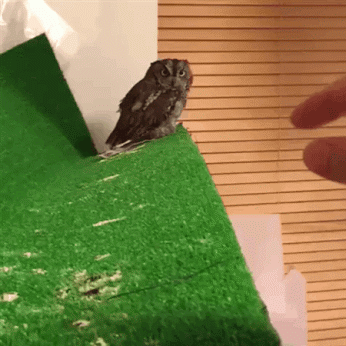 Petting an Owl...