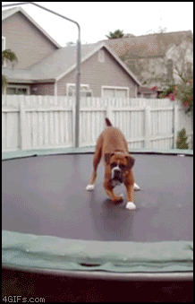 Picture 3535 « 20 Examples of Dogs Being Awesome via GIFs « Regretful Morning