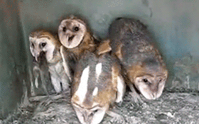 Pin for Later: 12 of the Best GIFs Ever, According to the Internet The Creepy, Laughing Owls Good luck sleeping tonight.
