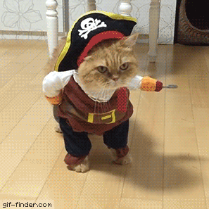 Pirate Cat! | Gif Finder – Find and Share funny animated gifs