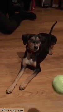 Puppy Tries to Pounce on Tennis Ball | Gif Finder – Find and Share funny animated gifs