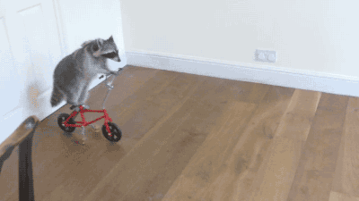 Raccoon Riding A Bike animals adorable animal gifs gif humor funny pictures funny animals animal gifs funny images