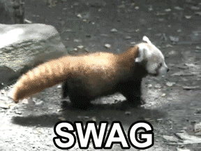 Red Pandas got swag;