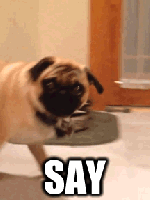say it to my face -- The Story of My Daily Life on Twitter in 7 GIFs