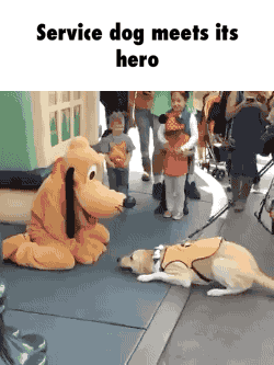 Service dog meets its hero  GIF