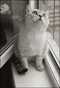 Share this A cat is frozen staring at something and cannot be distracted Animated GIF with everyone. Gif4Share is best source of Funny GIFs, Cats GIFs, Reactions GIFs to Share on social networks and chat.