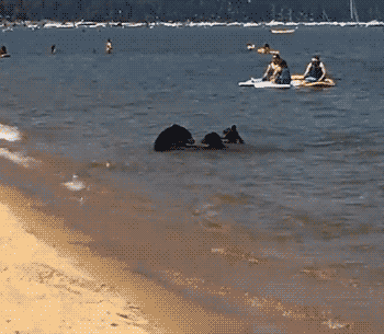 Share this A normal day at sea for mother bear and her young cubs Animated GIF with everyone. Gif4Share is best source of Funny GIFs, Cats GIFs, Reactions GIFs to Share on social networks and chat.