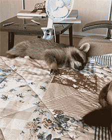 Share this Raccoon and dog best friends Animated GIF with everyone. Gif4Share is best source of Funny GIFs, Cats GIFs, Reactions GIFs to Share on social networks and chat.