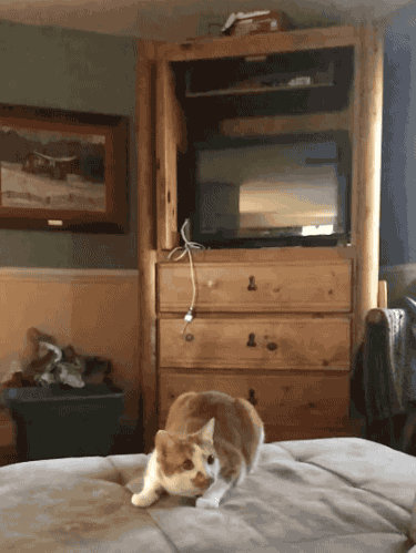 Share this Super Ninja Cat - Amazing Catch Animated GIF with everyone. Gif4Share is best source of Funny GIFs, Cats GIFs, Reactions GIFs to Share on social networks and chat.