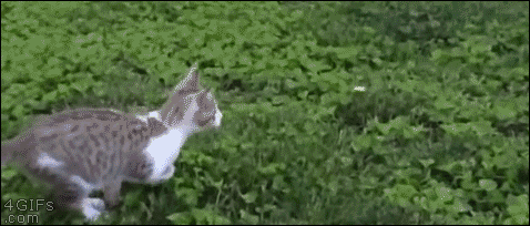 Sharing Funny cats - part 184 (40 pics + 10 gifs Love ~ I Love Funny Animal | Mid-air collision