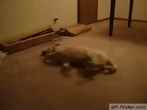 Sleepwalking Dog Runs Into Wall | Gif Finder – Find and Share funny animated gifs