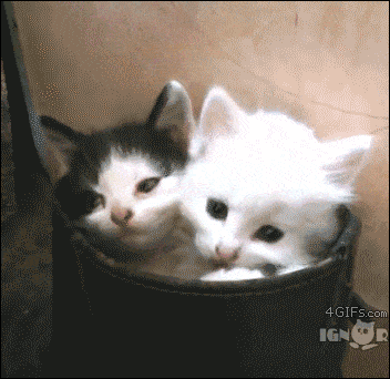 sleepy bucket o' cats gif