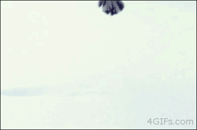 Slo-Mo Snow Cat. | 20 Funny Cat GIFs I think I laughed harder than I should have. Haha