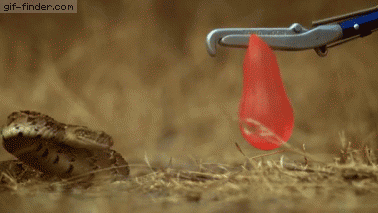 Slow Motion Puff Adder Attack | Gif Finder – Find and Share funny animated gifs