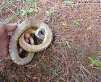 Snake trying WAY too hard to play dead | Gif Finder – Find and Share funny animated gifs