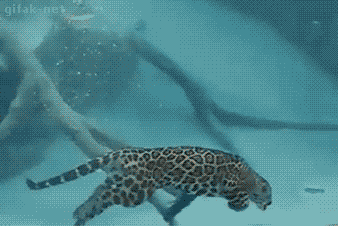 So I didn't realize leopards could swim.