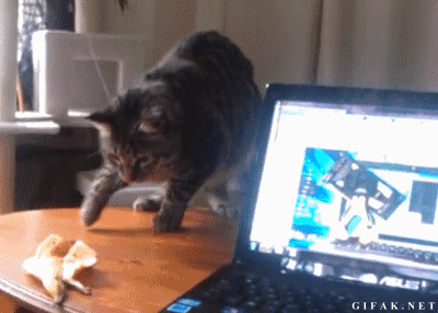 So many gifs of cats getting startled, all of them pin-worthy.