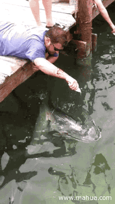 Sociolatte: Bet you haven't seen fishing like this before [Gif]