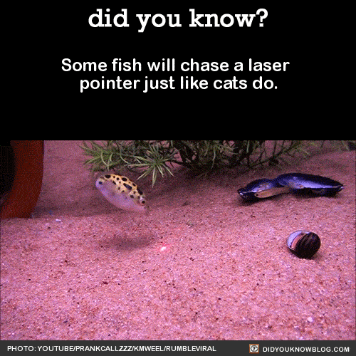 Some fish will chase a laser pointer just like cats do.  Source
