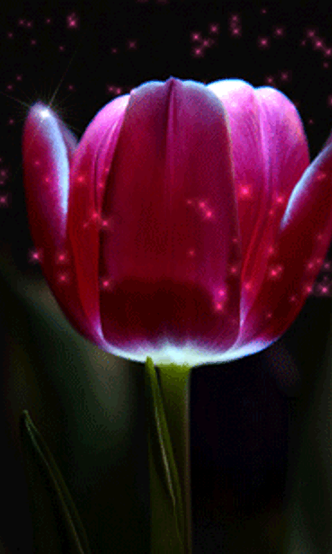 Tải hình nền động – Hoa tulip tỏa hương để sở hữu hình ảnh bông hoa tulip tỏa hương kì diệu, lung linh đẹp mắt khiến ai nhìn cũng ngỡ ngàng bạn nhé!