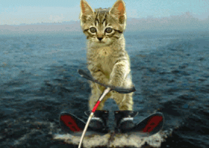 Tải hình nền động – Mèo con lướt sóng vô cùng điêu luyện, phong cách và không kém phần hài hước về dế yêu ngay thôi bạn ơi!