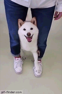 Taking the dog for a walk | Gif Finder – Find and Share funny animated gifs