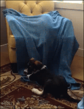 Tastefully Offensive on Tumblr, 4gifs: Cat Ops. [video]