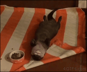 Tastefully Offensive on Tumblr, 4gifs: Taking relaxation to an otter level....