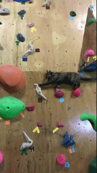 Teaching Humans How to Climb | Funny Cat GIFs