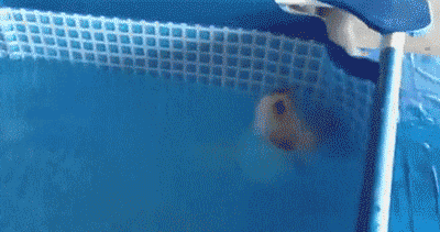That’s not how you dog paddle buddy… (gif