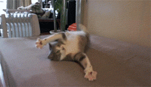 The 118 Funniest Cat GIFs Ever http://www.resharelist.com/funny-cat-gifs/