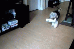 The newspaper dance! Press the GIF button.   #dogs #cutedogs