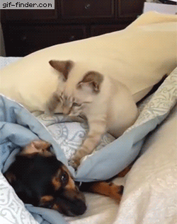 The Paw Slapper | Gif Finder – Find and Share funny animated gifs