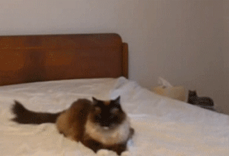 The quintessential Boop. | The Best Cat GIF Post In The History Of Cat GIFs