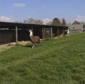 There is a word for the thing the llama is doing. It is the best possible word for this phenomenon.  When an animal moves by moving all four feet like this at once it’s called… PRONKING. I can’t make stuff like this up. (gif