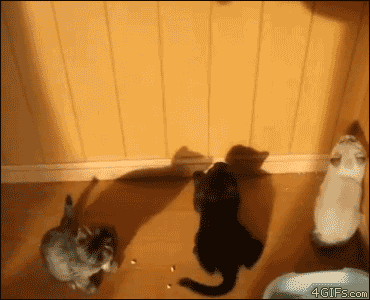 These GIFs would throw shade if they weren't so scared of it.