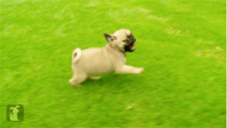 These running pugs. | 50 Of The Most Important Dog GIFs Of All Time